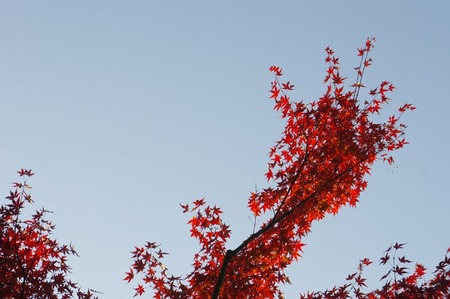 交野天神社121125_02