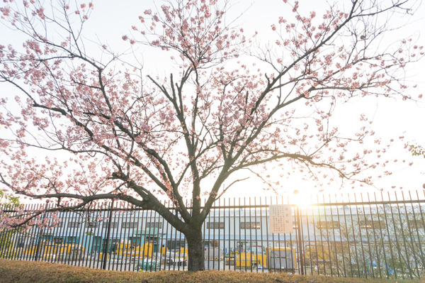 桜2015-28