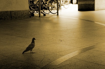20100902hato1
