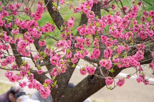背桜道-1903301-6