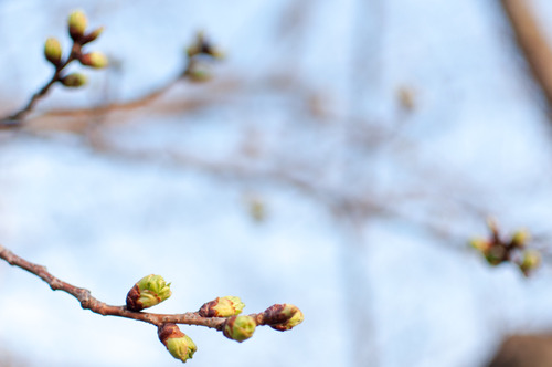 桜2015-27