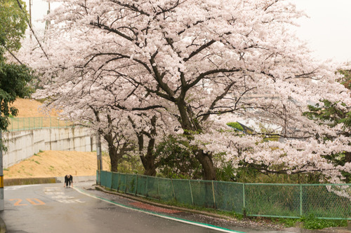 光善寺桜坂道ダッシュ-97