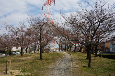 楠葉中央公園の桜130325-04