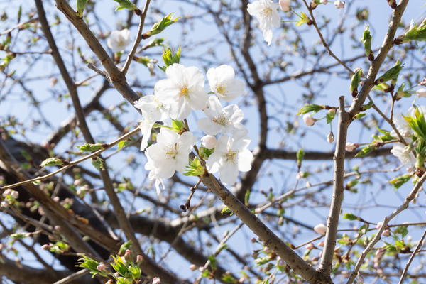 桜2-1704041
