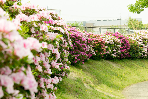 つつつー中の池公園-15042802