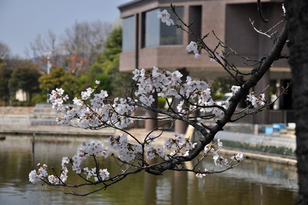 市民の森130330_02