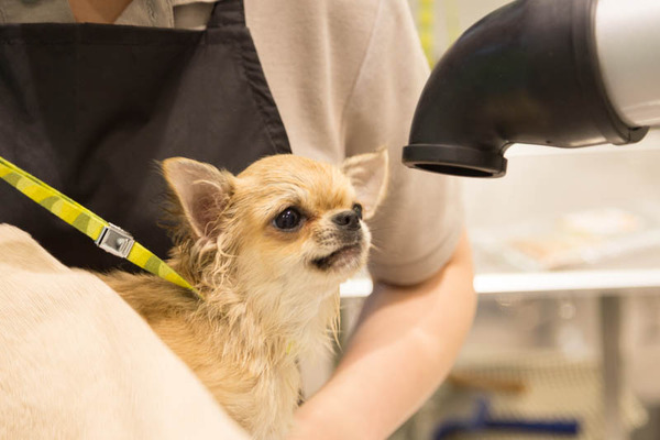 グリーンドッグ-17040644