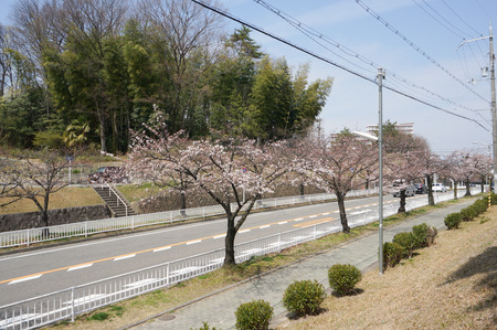 香里ヶ丘の桜-12