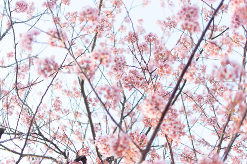 桜2015-21
