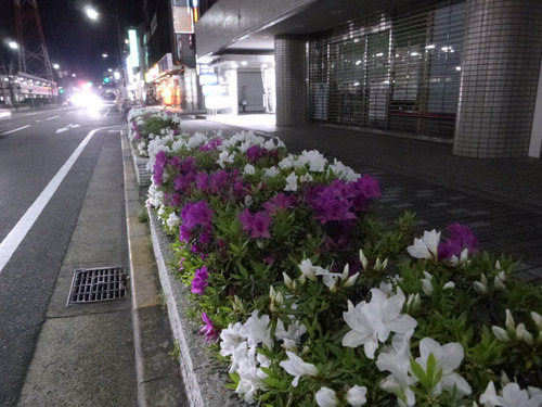 枚方フォトつつじ-150424-3