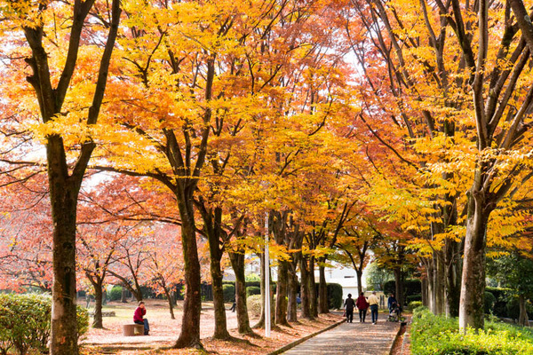 くずは東公園-1611171