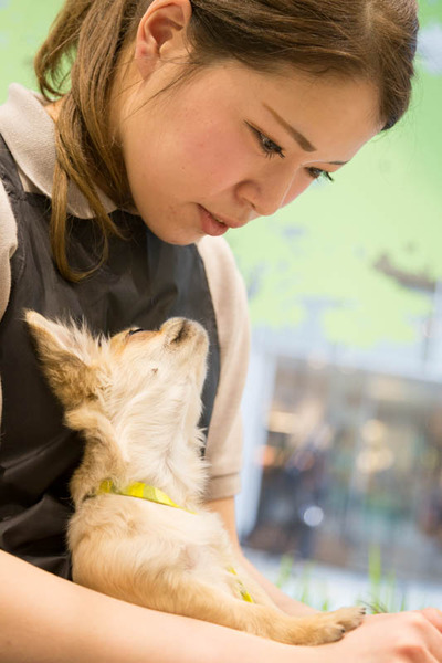 グリーンドッグ-17040660