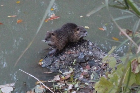 中の池公園03