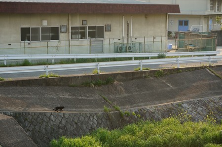 船橋川の猫130506165541