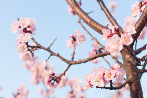 桜2015-30