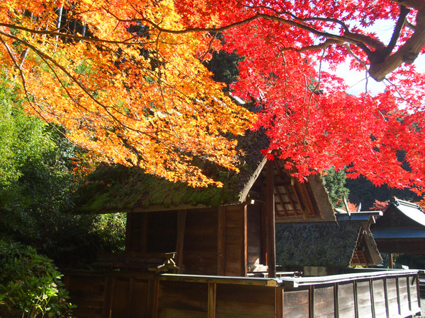 紅葉-2