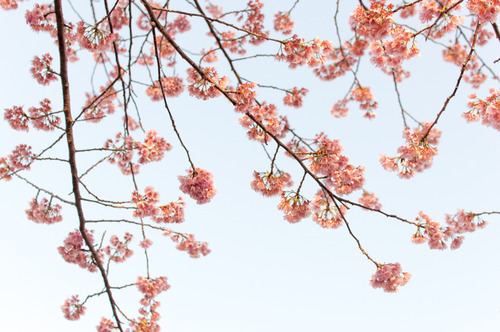 桜2015-19