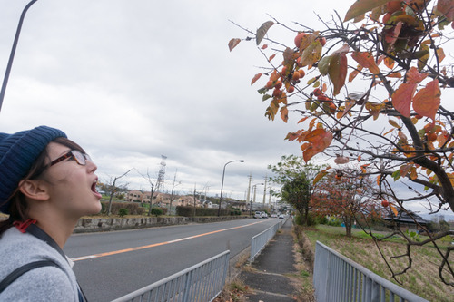 オーベルジュコート星田7丁目Ⅸ期-43