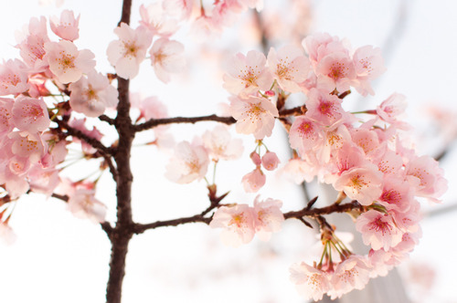 桜2015-35