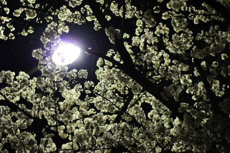 120411DSC08746