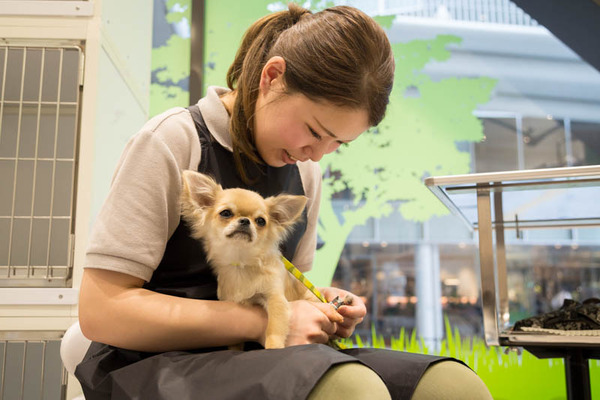 グリーンドッグ-17040657