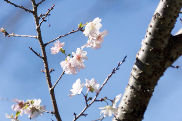 桜-1610244