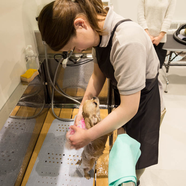 グリーンドッグ-17040628