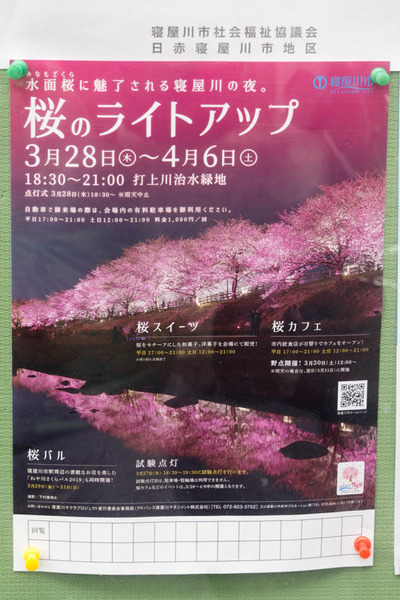 桜のライトアップ-1903121