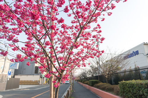 桜2015-1