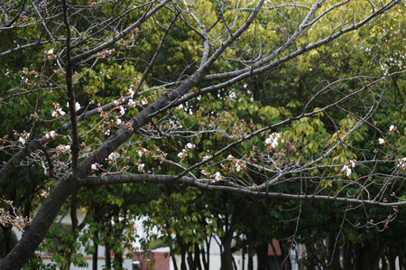 楠葉中央公園の桜130325-06