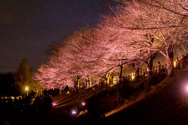 寝屋川桜-17032536