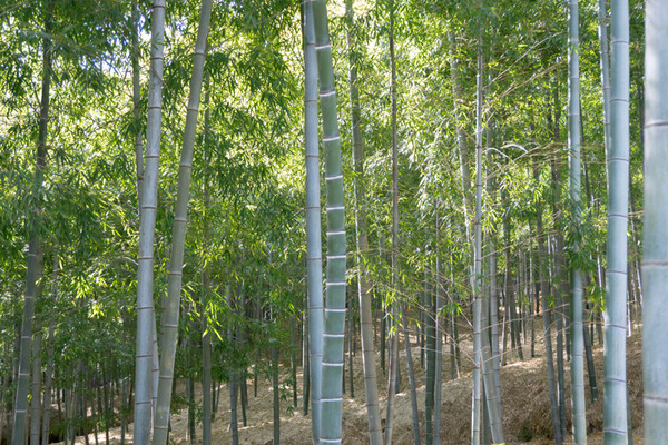 八幡天然温泉 施設名称決定-6