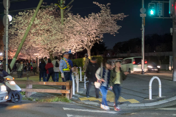 寝屋川桜-1803302