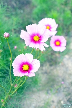 DSC_0405-2a