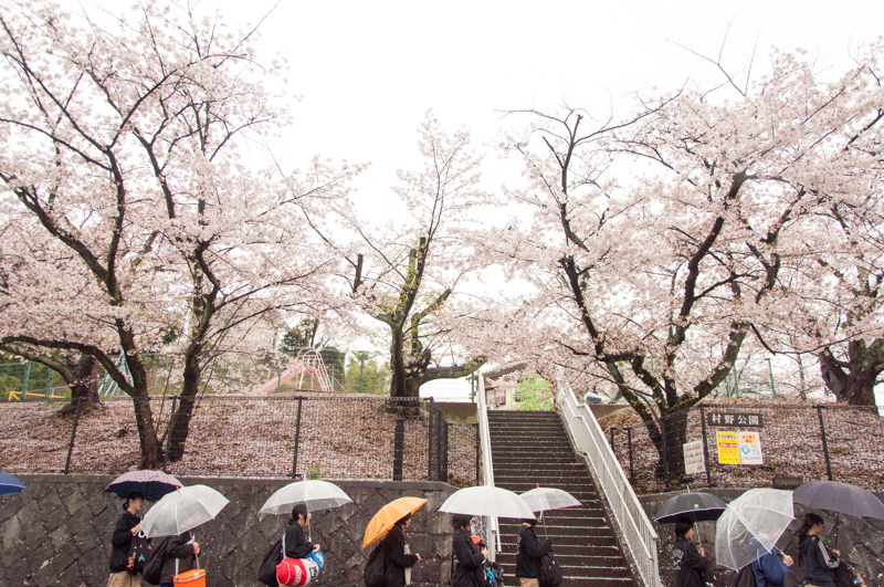 20150405桜丘村野桜-45