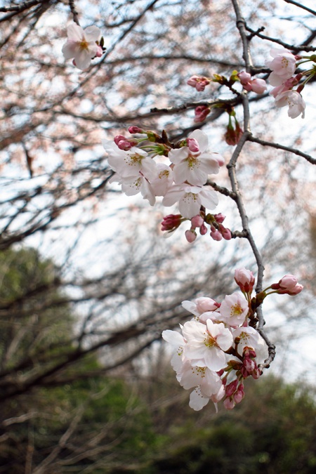 20110403IMG_1129
