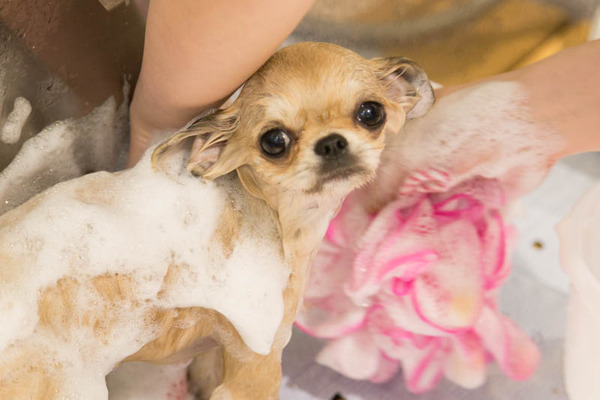 グリーンドッグ-17040633