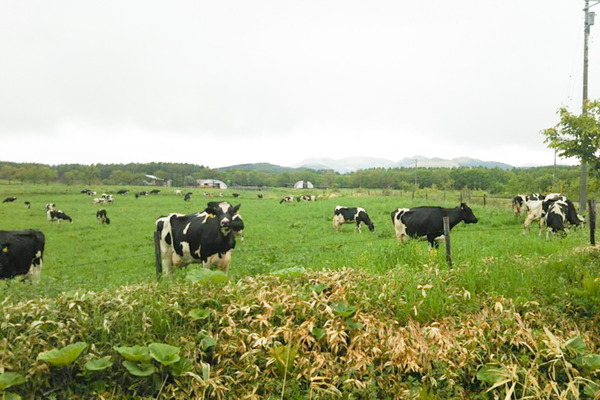 北海道-33