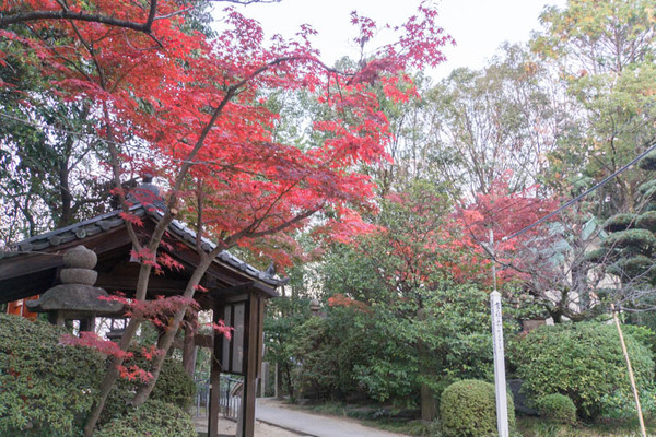 紅葉-1811252