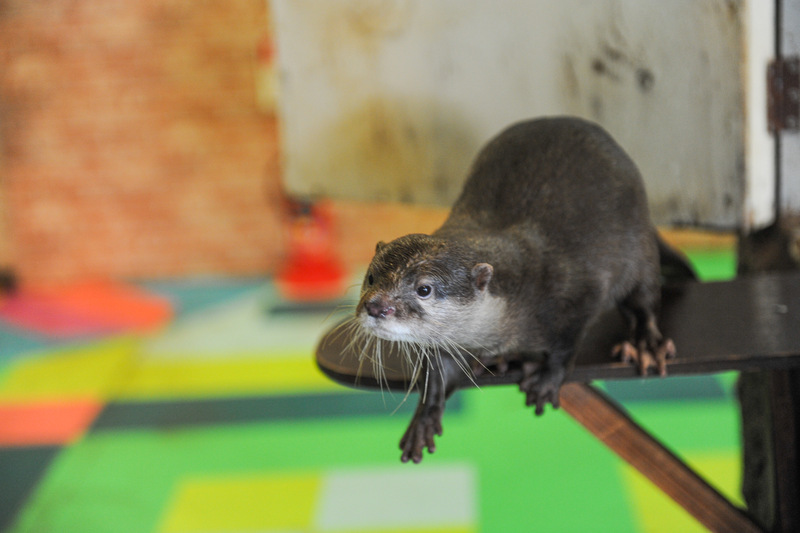 ひらかたパーク動物130919-10