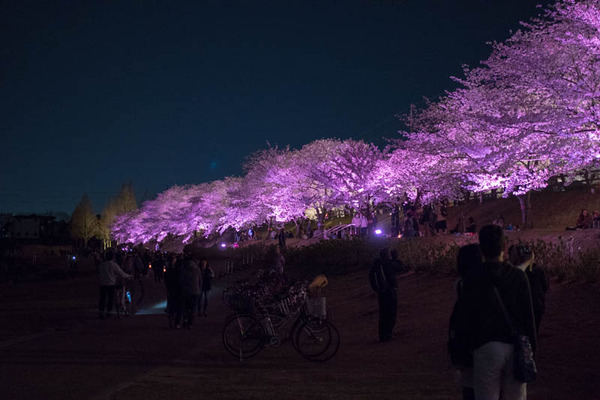 寝屋川桜-18033016