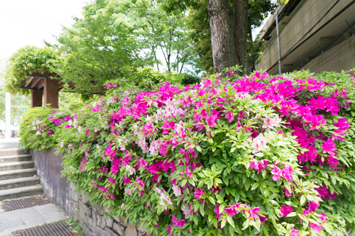 岡東中央公園つつじ6