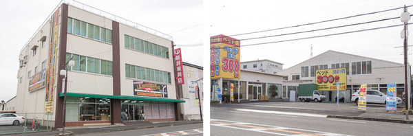 新井