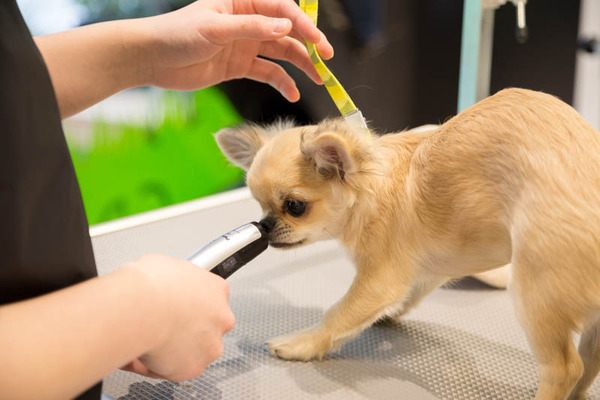 グリーンドッグ-17040671