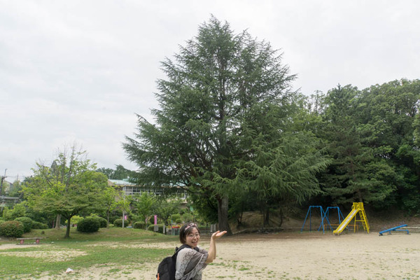 香里ケ丘南公園-18062814