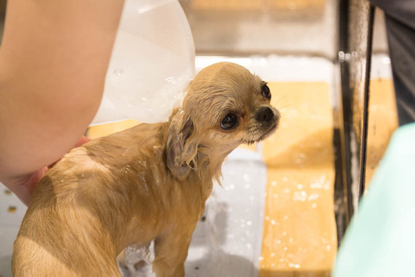 グリーンドッグ-17040638