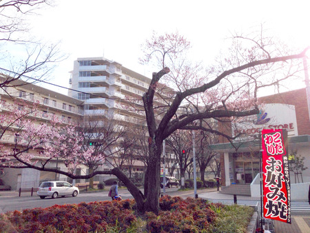 香里ケ丘の桜03