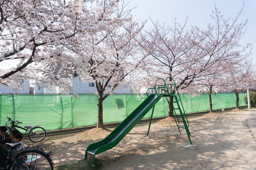 南中振公園桜-15033127