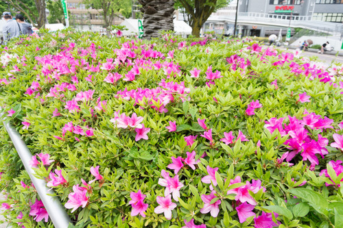 岡東中央公園つつじ1