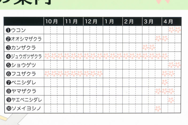 桜-1610247